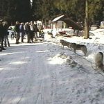 Závody psích spřežení Červenovodské sedlo, Buková hora, Bystřec 2010